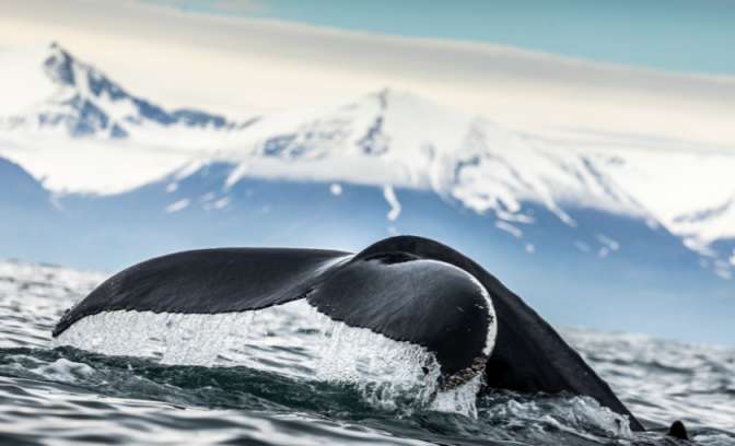 Isafjordur - Walvissen spotten