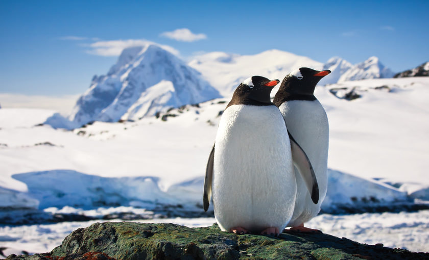 Twee Pinguïns op de rotsen van Antarctica