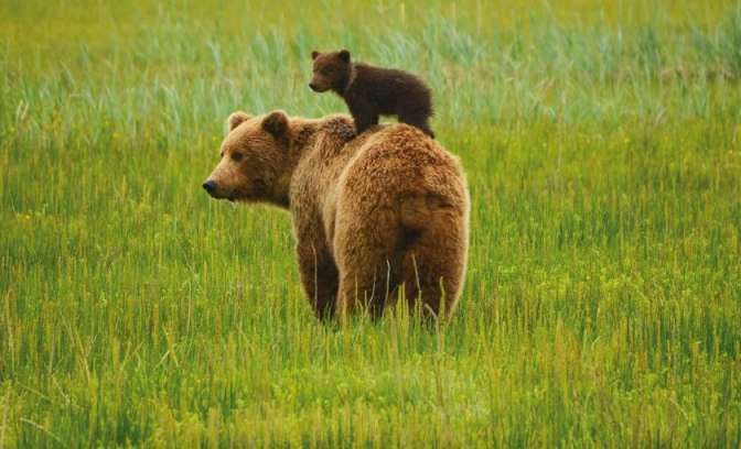 Bruine beer met kleintjes in Canada