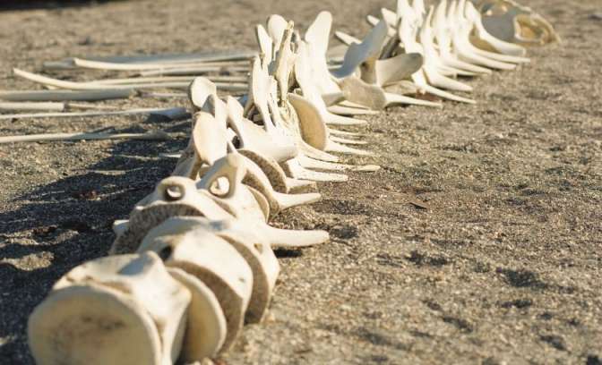 Botten op strand Galapagos