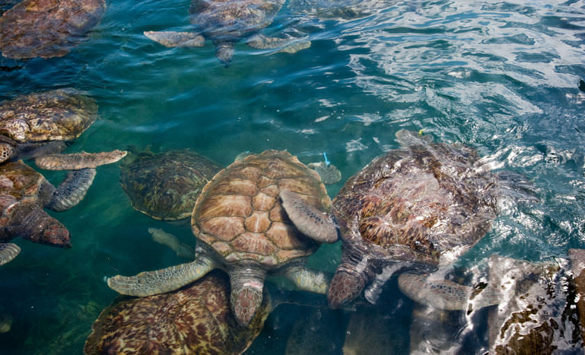 Een school schildpadden op Grand Cayman