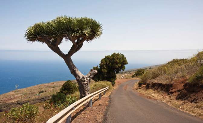 Een drakenbloedboom op la Palma op de Canarische Eilanden